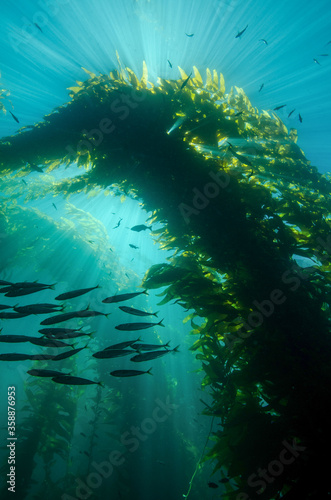 Sun Rays Through the Kelp Forest at Catalina Island, California