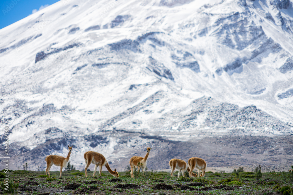 Wildlife at the Chimborazo Wildlife Reserve in Ecuador Wildlife at the Chimborazo Wildlife Reserve in Ecuador