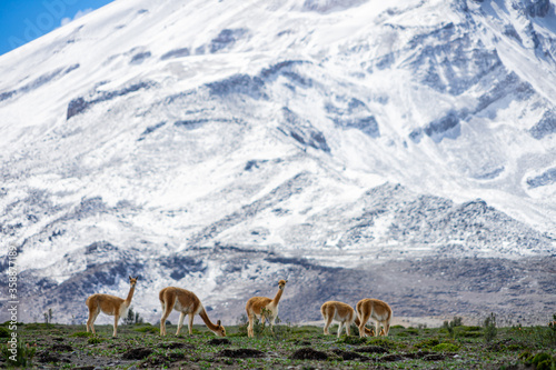 Fototapeta Naklejka Na Ścianę i Meble -  Wildlife at the Chimborazo Wildlife Reserve in Ecuador