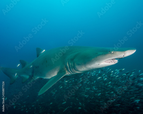 A Sand-Tiger Shark Swims Over a School of Minnows in the Outer Banks of North Carolina © Brent