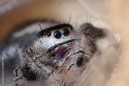 Fototapeta Naklejka Na Ścianę i Meble -  Eyes of jumping spider - Pellenes tripunctatus female