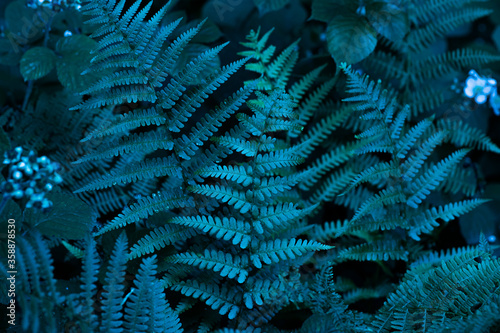 Obraz na płótnie Cyan blue, turquoise colored fern leaves and wild plants background. Dark pattern of enchanted forest flora. w salonie
