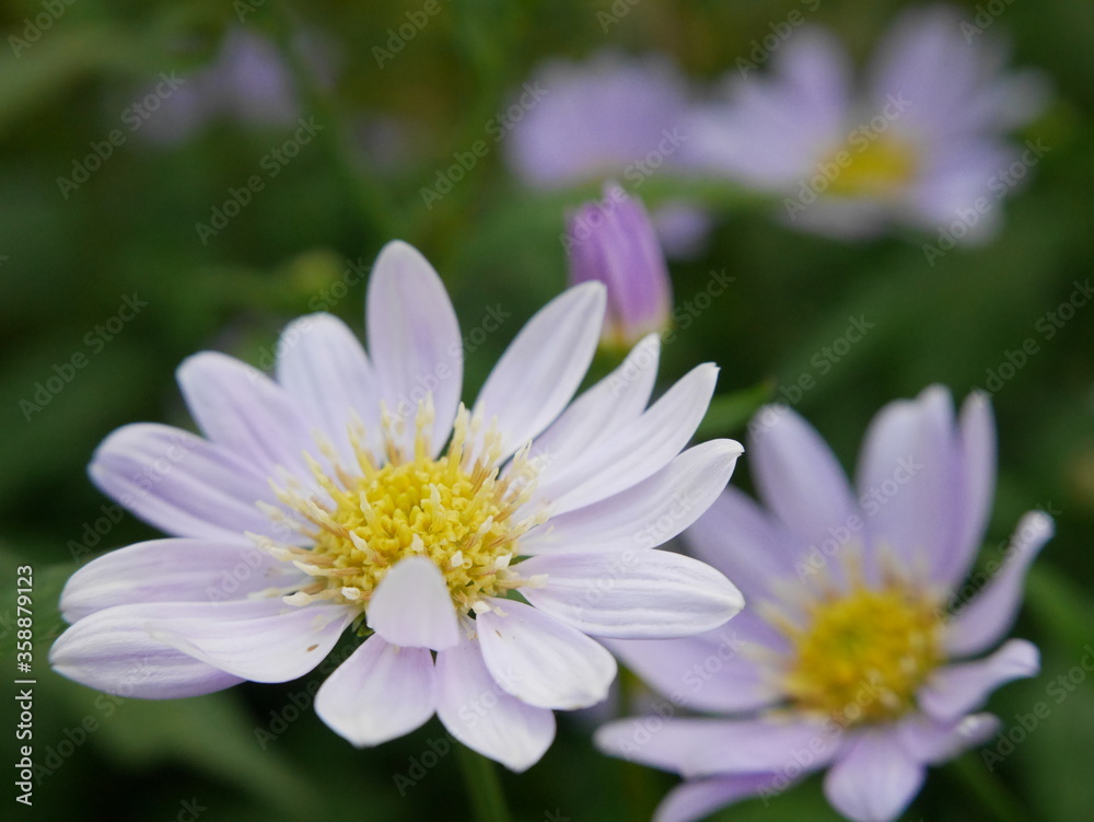 Light purple daisy flowers
