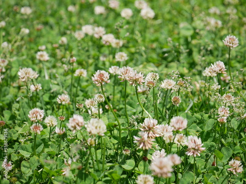 Pretty clover leaves and flowers in a wild field