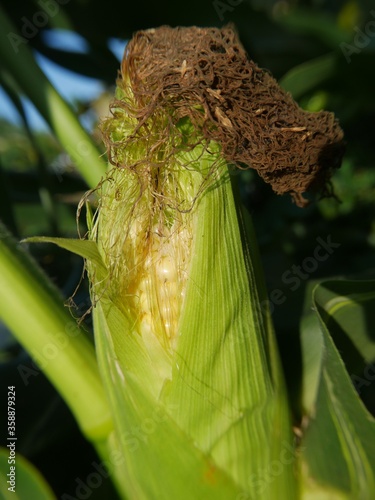 Organic corns growing in a home garden