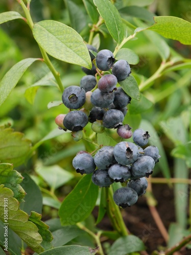 Home growing blueberry tree and fruits.