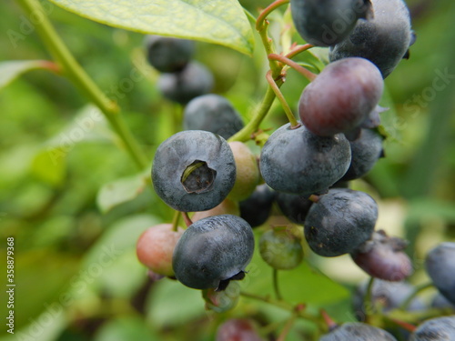 Home growing blueberry tree and fruits.