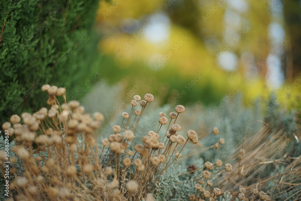 Fototapeta premium moss in the forest