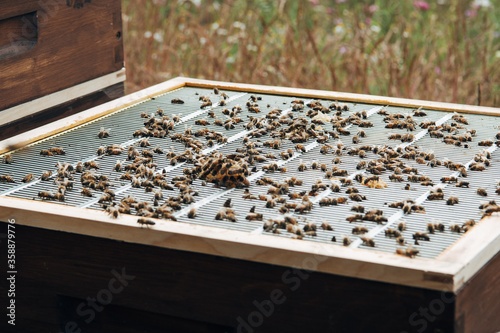 Honigproduktion - Inspektion der Waben