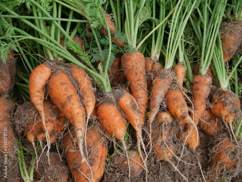 Home garden grown organic carrots