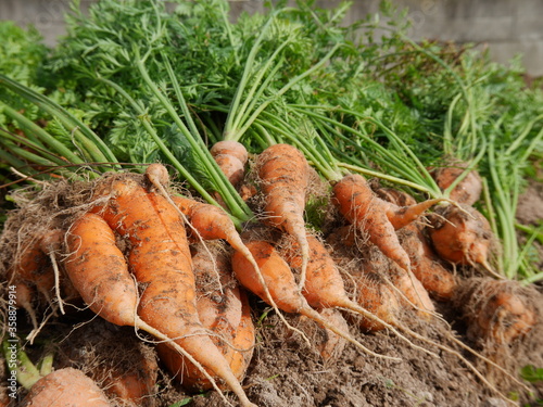 Home garden grown organic carrots