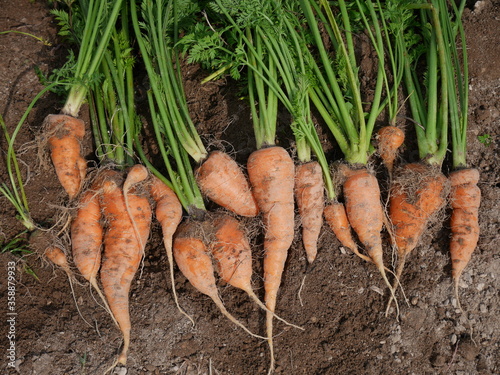 Home garden grown organic carrots
