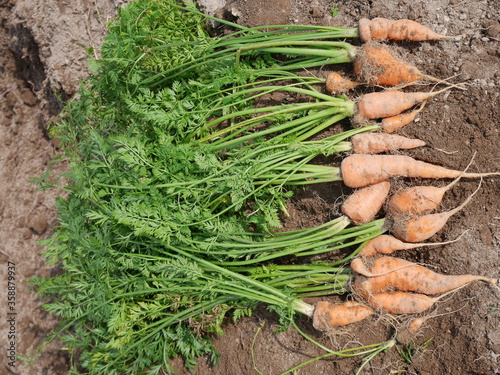 Home garden grown organic carrots