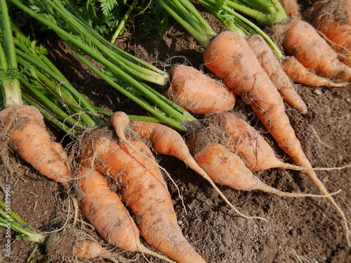 Home garden grown organic carrots