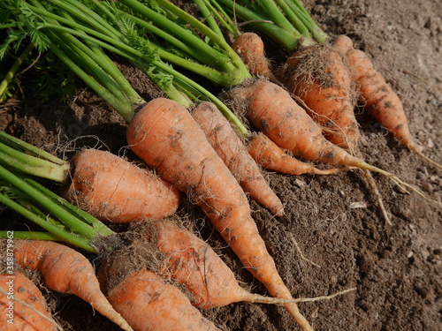 Home garden grown organic carrots