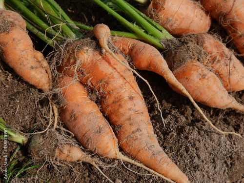 Home garden grown organic carrots