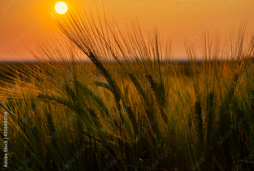 Fototapeta premium Agricultural Sunset