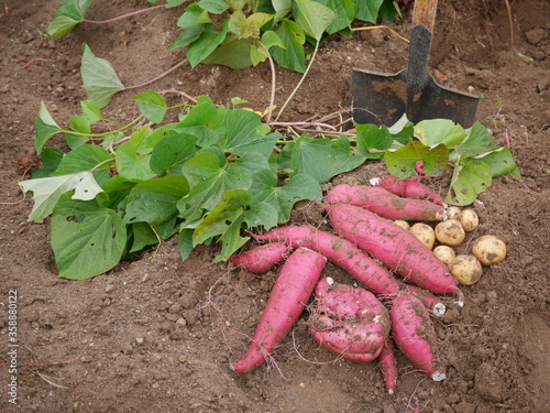 Home garden grown organic sweet potatoes.