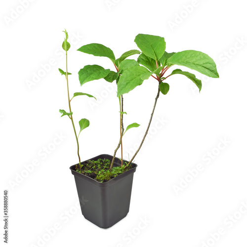 Schisandra chinensis (magnolia-vine, magnolia berry or five-flavor-fruit) seedling in black plastic container isolated on white background. Creeper plants for garden. © Yana Bo