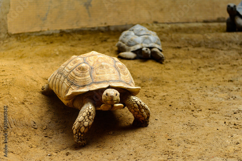 It's Big Turtles at the Beijing Zoo, a zoological park in Beijing, China.