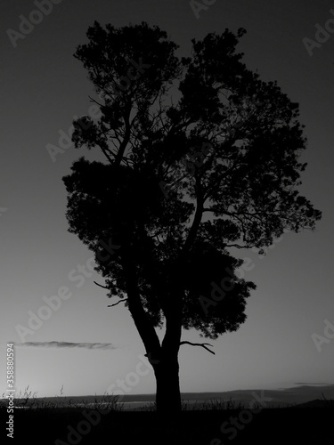 Atardece árbol blanco y negro © Luis Pereira