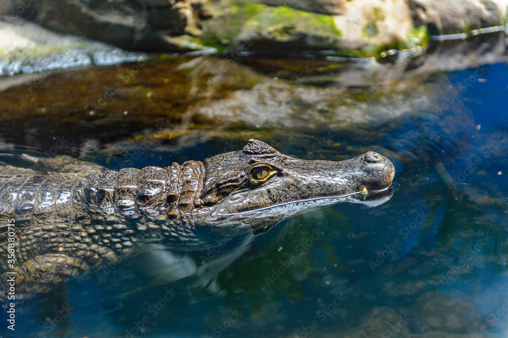 It's Crocodile swimming at the Beijing Zoo, a zoological park in Beijing, China. It's Crocodile swimming at the Beijing Zoo, a zoological park in Beijing, China.