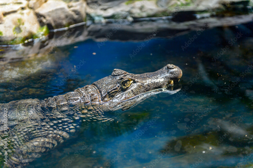 It's Crocodile swimming at the Beijing Zoo, a zoological park in Beijing, China. It's Crocodile swimming at the Beijing Zoo, a zoological park in Beijing, China.
