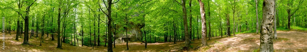 Beauitful green forest photo. Pine trees and a path in the forest. Summer mountain background. Rila mountain, Bulgaria