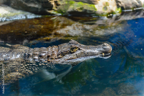 It s Crocodile swimming at the Beijing Zoo  a zoological park in Beijing  China.