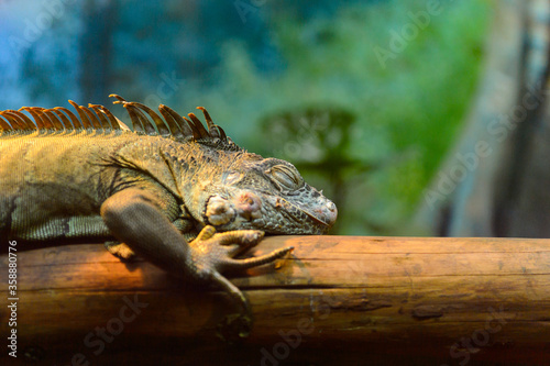 It s Cameleon at the Beijing Zoo  a zoological park in Beijing  China.