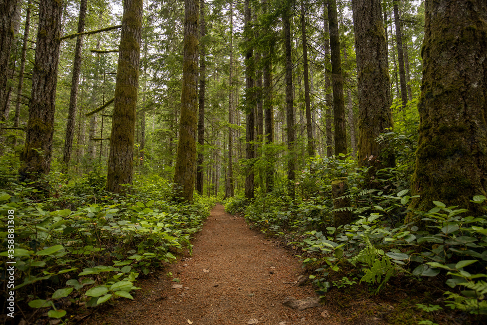 Fototapeta premium path in the forest with large trees