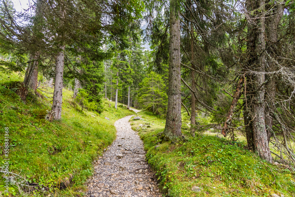 Obraz premium Narrow footpath in the mountain forest