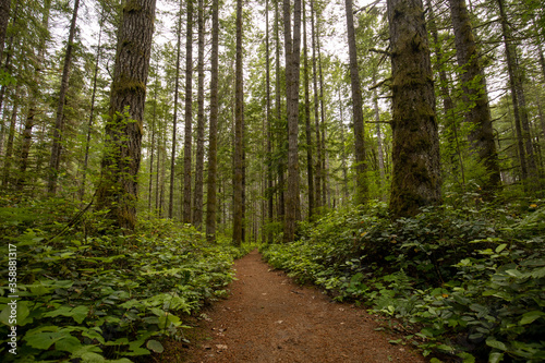 Peaceful path in the forest with large coniferous trees on each side