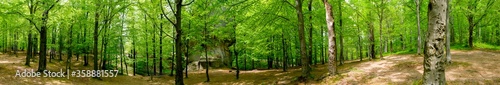 Beauitful green forest photo. Pine trees and a path in the forest. Summer mountain background. Rila mountain, Bulgaria
