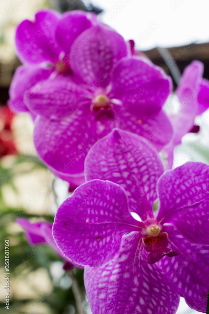 Purple Moth Orchid Flower (Phalaenopsis) Purple Moth Orchid Flower (Phalaenopsis)