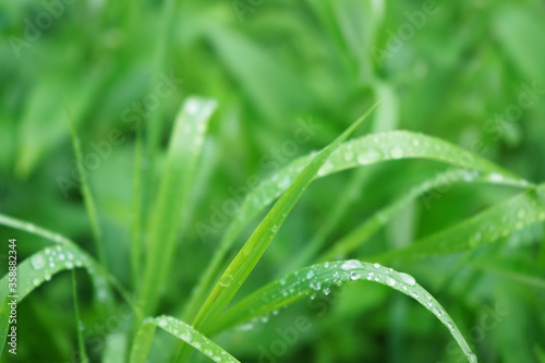 Nature background. Grass with raindrops on a blurred green background. Droplets on the blades of grass.