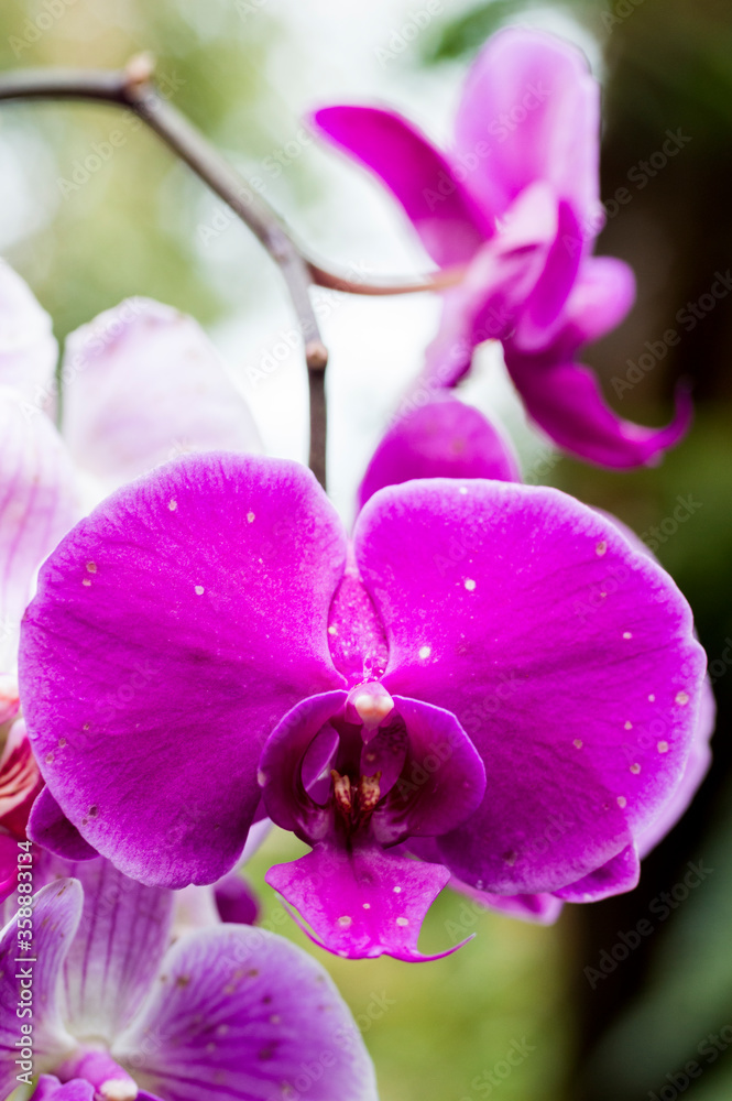 purple orchid flower purple orchid flower