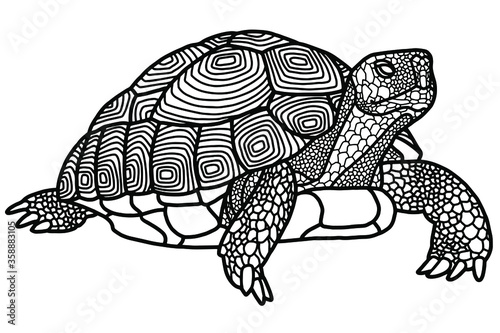 Graphic Indian star tortoise drawn in line art style isolated on white background. Geochelone elegans. Rare turtle pet. Coloring book page design for adults and kids