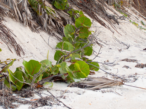Seagrape on a beach dune. Coccoloba uvifera