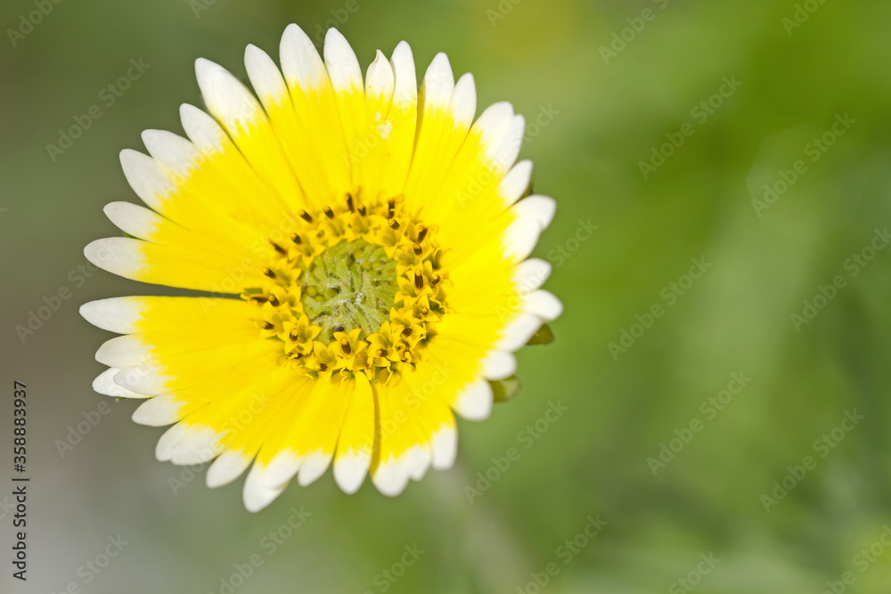 Fototapeta premium Gelbweiße Büten der Weißspitzchen