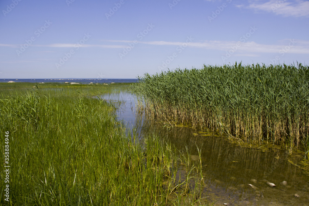 bay with beautiful stones, mud and blooming water against a forest. Summer landscape with a lake. thickets of reed.