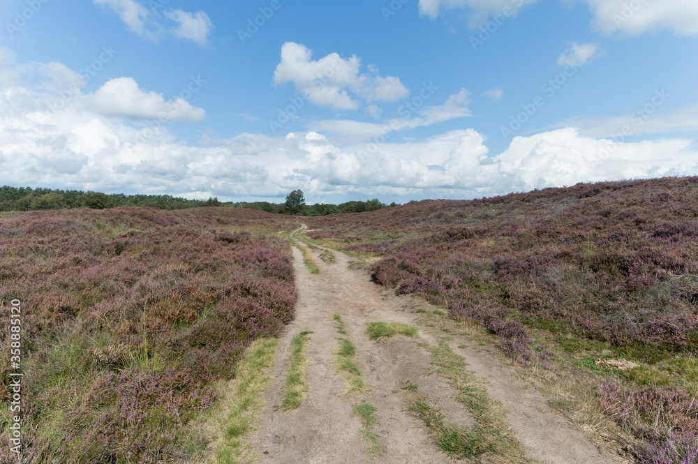 Nature reserve Gasterse Duinen, The Netherlands