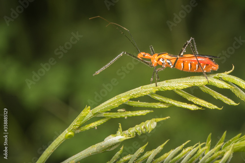 Bug or aphid © glenroy