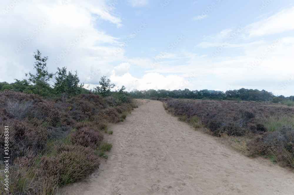 Path at the nature reserve Balloërveld, The Netherlands