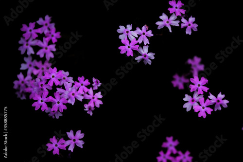 芝桜