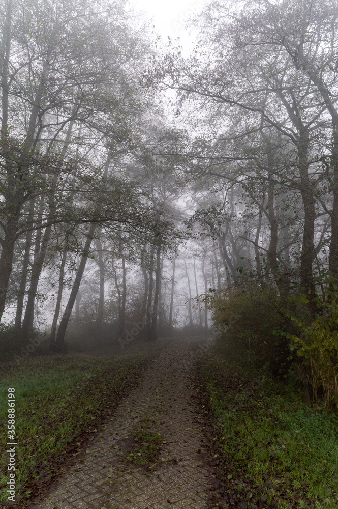 path in the woods