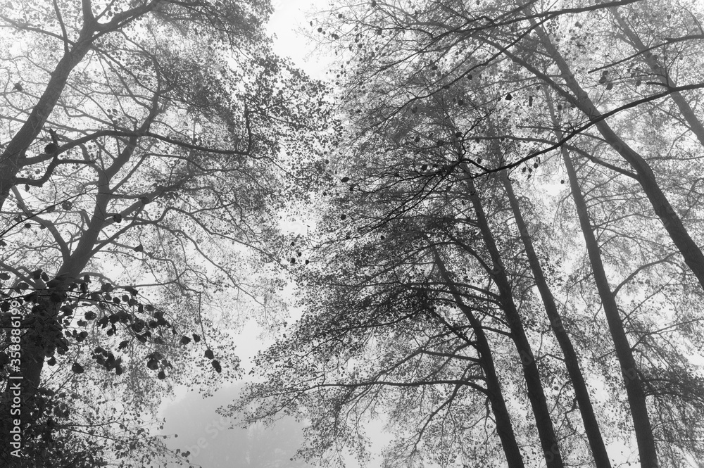 Black and White Landscapes of Overijssel in the mist, The Netherlands Black and White Landscapes of Overijssel in the mist, The Netherlands