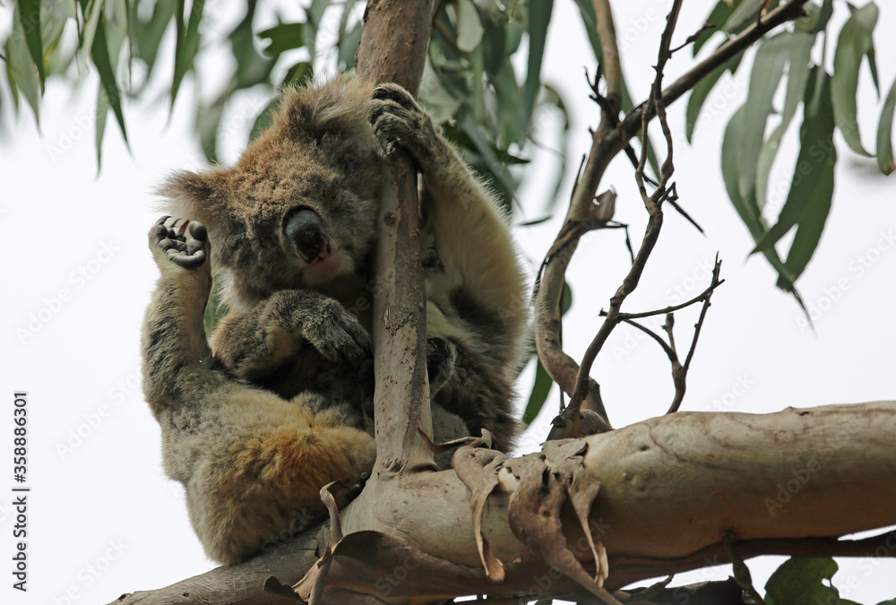 Obraz premium Koala scratching - Kenneth River, Victoria, Australia