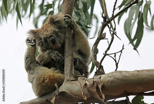 Koala scratching - Kenneth River, Victoria, Australia