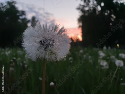 Fototapeta Naklejka Na Ścianę i Meble -  dandelion in the grass